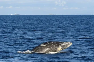 Young gray whale dies after swimming up river in Washington state