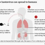 Passengers from the MV Hondius cruise ship are returning home after a hantavirus outbreak left three people dead.