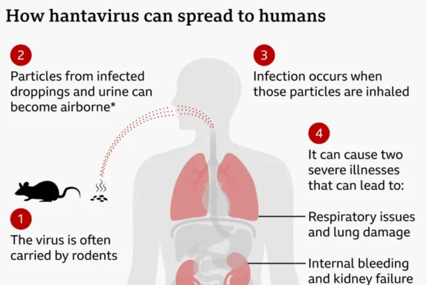 Passengers from the MV Hondius cruise ship are returning home after a hantavirus outbreak left three people dead.