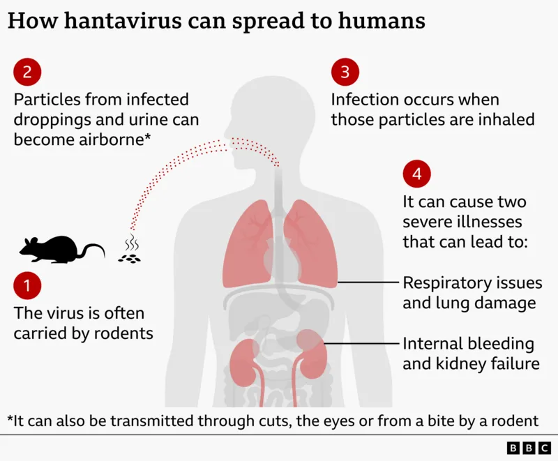 Passengers from the MV Hondius cruise ship are returning home after a hantavirus outbreak left three people dead.