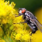 Insect-brain-inspired-AI.jpg