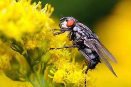 Insect-brain-inspired-AI.jpg