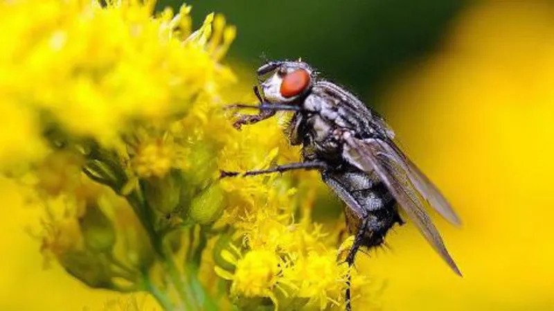 Insect-brain-inspired-AI.jpg