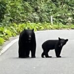 Bear Sightings Surge in Japan as Authorities Capture One Near Tokyo Bear captured in Utsunomiya after multiple sightings Japanese authorities have sedated and captured a black bear after several days of repeated sightings in Utsunomiya, a city near Tokyo. A veterinarian attempted to use a tranquiliser gun, but the first shot missed. Two more darts were fired within the next 15 minutes before the animal was finally sedated. Police confirmed the capture took about one hour and 40 minutes after tracking the bear roughly 2.5 km south of the city’s main railway station. Officials estimate the bear weighed around 100 kg. Residents reported seeing the animal more than 20 times since Saturday. It was spotted near homes, schools, parks, and even swimming in a river. It also climbed fences and moved through residential backyards. Schools closed after safety concerns The situation caused major disruption in the city. Authorities closed all 94 public primary and middle schools as a precaution. Officials also warned residents to keep doors and windows locked due to the possibility of more than one bear in the area. Another bear still on the run in Fukushima In a separate case, another bear injured four people in a residential area of Fukushima city. Despite multiple attempts, officials have not been able to capture it. The bear broke into an electronics factory and reportedly escaped by opening a window, surprising police who had surrounded the building. The city’s mayor said the animal was seen drinking water from a tap and may have turned it on itself, describing it as highly intelligent. Authorities are now using drones to search for it. Rising bear encounters across Japan Japan has seen a sharp rise in bear encounters in recent years. The environment ministry reported 238 bear attack victims in 2025, including 13 deaths, marking record levels. Experts link this increase to several factors. Poor harvests of natural food sources such as acorns and beechnuts have pushed bears closer to residential areas. At the same time, rural depopulation has reduced human presence in mountain regions, making it easier for bears to move into towns. Changes in climate may also be affecting hibernation patterns, keeping bears active for longer periods each year. Government response and new measures The Japanese government has created a special task force to address the rising number of incidents. Local authorities are also adopting new technology and response systems to reduce risk and prevent further casualties.
