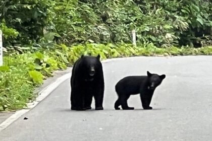 Bear Sightings Surge in Japan as Authorities Capture One Near Tokyo Bear captured in Utsunomiya after multiple sightings Japanese authorities have sedated and captured a black bear after several days of repeated sightings in Utsunomiya, a city near Tokyo. A veterinarian attempted to use a tranquiliser gun, but the first shot missed. Two more darts were fired within the next 15 minutes before the animal was finally sedated. Police confirmed the capture took about one hour and 40 minutes after tracking the bear roughly 2.5 km south of the city’s main railway station. Officials estimate the bear weighed around 100 kg. Residents reported seeing the animal more than 20 times since Saturday. It was spotted near homes, schools, parks, and even swimming in a river. It also climbed fences and moved through residential backyards. Schools closed after safety concerns The situation caused major disruption in the city. Authorities closed all 94 public primary and middle schools as a precaution. Officials also warned residents to keep doors and windows locked due to the possibility of more than one bear in the area. Another bear still on the run in Fukushima In a separate case, another bear injured four people in a residential area of Fukushima city. Despite multiple attempts, officials have not been able to capture it. The bear broke into an electronics factory and reportedly escaped by opening a window, surprising police who had surrounded the building. The city’s mayor said the animal was seen drinking water from a tap and may have turned it on itself, describing it as highly intelligent. Authorities are now using drones to search for it. Rising bear encounters across Japan Japan has seen a sharp rise in bear encounters in recent years. The environment ministry reported 238 bear attack victims in 2025, including 13 deaths, marking record levels. Experts link this increase to several factors. Poor harvests of natural food sources such as acorns and beechnuts have pushed bears closer to residential areas. At the same time, rural depopulation has reduced human presence in mountain regions, making it easier for bears to move into towns. Changes in climate may also be affecting hibernation patterns, keeping bears active for longer periods each year. Government response and new measures The Japanese government has created a special task force to address the rising number of incidents. Local authorities are also adopting new technology and response systems to reduce risk and prevent further casualties.
