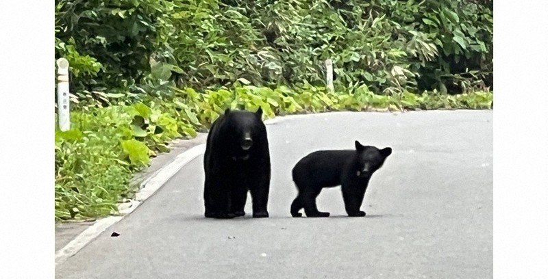 Bear Sightings Surge in Japan as Authorities Capture One Near Tokyo Bear captured in Utsunomiya after multiple sightings Japanese authorities have sedated and captured a black bear after several days of repeated sightings in Utsunomiya, a city near Tokyo. A veterinarian attempted to use a tranquiliser gun, but the first shot missed. Two more darts were fired within the next 15 minutes before the animal was finally sedated. Police confirmed the capture took about one hour and 40 minutes after tracking the bear roughly 2.5 km south of the city’s main railway station. Officials estimate the bear weighed around 100 kg. Residents reported seeing the animal more than 20 times since Saturday. It was spotted near homes, schools, parks, and even swimming in a river. It also climbed fences and moved through residential backyards. Schools closed after safety concerns The situation caused major disruption in the city. Authorities closed all 94 public primary and middle schools as a precaution. Officials also warned residents to keep doors and windows locked due to the possibility of more than one bear in the area. Another bear still on the run in Fukushima In a separate case, another bear injured four people in a residential area of Fukushima city. Despite multiple attempts, officials have not been able to capture it. The bear broke into an electronics factory and reportedly escaped by opening a window, surprising police who had surrounded the building. The city’s mayor said the animal was seen drinking water from a tap and may have turned it on itself, describing it as highly intelligent. Authorities are now using drones to search for it. Rising bear encounters across Japan Japan has seen a sharp rise in bear encounters in recent years. The environment ministry reported 238 bear attack victims in 2025, including 13 deaths, marking record levels. Experts link this increase to several factors. Poor harvests of natural food sources such as acorns and beechnuts have pushed bears closer to residential areas. At the same time, rural depopulation has reduced human presence in mountain regions, making it easier for bears to move into towns. Changes in climate may also be affecting hibernation patterns, keeping bears active for longer periods each year. Government response and new measures The Japanese government has created a special task force to address the rising number of incidents. Local authorities are also adopting new technology and response systems to reduce risk and prevent further casualties.