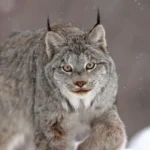 Big cat sightings reported across Wales spark debate after multiple unverified claims Reports of unusual big cats across Wales Authorities in Wales recorded multiple reports of large wild cat sightings between January 2020 and July 2025. In total, fifteen separate claims were logged across different regions including Pembrokeshire, Ceredigion, Powys, Swansea, Denbighshire, and Carmarthenshire. These reports came through public submissions, with witnesses describing encounters involving large feline animals in rural and semi rural locations. Panther and leopard sightings reported One of the more striking reports came from a driver who said they saw a large dark cat leap over a hedge and cross the road near Ceredigion. The animal was described as black, muscular, and similar in size to a Labrador dog. The witness later referred to it as a panther after viewing images online. Another report submitted to police in Swansea described a spotted cat resembling a leopard in a private garden. The witness claimed the animal moved through the area while security lights kept activating. The household dog reportedly showed no reaction during the incident. Canadian lynx claim in Carmarthenshire In May 2025, a report from Pont Henri in Carmarthenshire mentioned a possible Canadian lynx sighting. The observer believed they had seen a wild lynx like animal in the area. No physical evidence or supporting footage was provided. Police responses and lack of evidence Law enforcement and wildlife officers reviewed the reports but found no confirmed proof of any exotic big cats living in the wild in Wales. In several cases, follow up contact with witnesses did not lead to additional information. One separate report of a large cat like animal in Denbighshire was investigated and later dismissed after officials concluded the sighting was likely a misidentification. Across all cases, no livestock attacks or verified tracking evidence were recorded. Public interest and ongoing debate Despite the lack of scientific confirmation, public interest in large mysterious cat sightings continues. Rural landscapes and isolated roads often fuel speculation when unusual animal shapes are seen from a distance or in low light conditions.