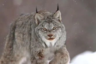Big cat sightings reported across Wales spark debate after multiple unverified claims Reports of unusual big cats across Wales Authorities in Wales recorded multiple reports of large wild cat sightings between January 2020 and July 2025. In total, fifteen separate claims were logged across different regions including Pembrokeshire, Ceredigion, Powys, Swansea, Denbighshire, and Carmarthenshire. These reports came through public submissions, with witnesses describing encounters involving large feline animals in rural and semi rural locations. Panther and leopard sightings reported One of the more striking reports came from a driver who said they saw a large dark cat leap over a hedge and cross the road near Ceredigion. The animal was described as black, muscular, and similar in size to a Labrador dog. The witness later referred to it as a panther after viewing images online. Another report submitted to police in Swansea described a spotted cat resembling a leopard in a private garden. The witness claimed the animal moved through the area while security lights kept activating. The household dog reportedly showed no reaction during the incident. Canadian lynx claim in Carmarthenshire In May 2025, a report from Pont Henri in Carmarthenshire mentioned a possible Canadian lynx sighting. The observer believed they had seen a wild lynx like animal in the area. No physical evidence or supporting footage was provided. Police responses and lack of evidence Law enforcement and wildlife officers reviewed the reports but found no confirmed proof of any exotic big cats living in the wild in Wales. In several cases, follow up contact with witnesses did not lead to additional information. One separate report of a large cat like animal in Denbighshire was investigated and later dismissed after officials concluded the sighting was likely a misidentification. Across all cases, no livestock attacks or verified tracking evidence were recorded. Public interest and ongoing debate Despite the lack of scientific confirmation, public interest in large mysterious cat sightings continues. Rural landscapes and isolated roads often fuel speculation when unusual animal shapes are seen from a distance or in low light conditions.