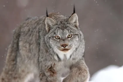 Big cat sightings reported across Wales spark debate after multiple unverified claims Reports of unusual big cats across Wales Authorities in Wales recorded multiple reports of large wild cat sightings between January 2020 and July 2025. In total, fifteen separate claims were logged across different regions including Pembrokeshire, Ceredigion, Powys, Swansea, Denbighshire, and Carmarthenshire. These reports came through public submissions, with witnesses describing encounters involving large feline animals in rural and semi rural locations. Panther and leopard sightings reported One of the more striking reports came from a driver who said they saw a large dark cat leap over a hedge and cross the road near Ceredigion. The animal was described as black, muscular, and similar in size to a Labrador dog. The witness later referred to it as a panther after viewing images online. Another report submitted to police in Swansea described a spotted cat resembling a leopard in a private garden. The witness claimed the animal moved through the area while security lights kept activating. The household dog reportedly showed no reaction during the incident. Canadian lynx claim in Carmarthenshire In May 2025, a report from Pont Henri in Carmarthenshire mentioned a possible Canadian lynx sighting. The observer believed they had seen a wild lynx like animal in the area. No physical evidence or supporting footage was provided. Police responses and lack of evidence Law enforcement and wildlife officers reviewed the reports but found no confirmed proof of any exotic big cats living in the wild in Wales. In several cases, follow up contact with witnesses did not lead to additional information. One separate report of a large cat like animal in Denbighshire was investigated and later dismissed after officials concluded the sighting was likely a misidentification. Across all cases, no livestock attacks or verified tracking evidence were recorded. Public interest and ongoing debate Despite the lack of scientific confirmation, public interest in large mysterious cat sightings continues. Rural landscapes and isolated roads often fuel speculation when unusual animal shapes are seen from a distance or in low light conditions.