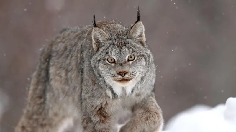 Big cat sightings reported across Wales spark debate after multiple unverified claims Reports of unusual big cats across Wales Authorities in Wales recorded multiple reports of large wild cat sightings between January 2020 and July 2025. In total, fifteen separate claims were logged across different regions including Pembrokeshire, Ceredigion, Powys, Swansea, Denbighshire, and Carmarthenshire. These reports came through public submissions, with witnesses describing encounters involving large feline animals in rural and semi rural locations. Panther and leopard sightings reported One of the more striking reports came from a driver who said they saw a large dark cat leap over a hedge and cross the road near Ceredigion. The animal was described as black, muscular, and similar in size to a Labrador dog. The witness later referred to it as a panther after viewing images online. Another report submitted to police in Swansea described a spotted cat resembling a leopard in a private garden. The witness claimed the animal moved through the area while security lights kept activating. The household dog reportedly showed no reaction during the incident. Canadian lynx claim in Carmarthenshire In May 2025, a report from Pont Henri in Carmarthenshire mentioned a possible Canadian lynx sighting. The observer believed they had seen a wild lynx like animal in the area. No physical evidence or supporting footage was provided. Police responses and lack of evidence Law enforcement and wildlife officers reviewed the reports but found no confirmed proof of any exotic big cats living in the wild in Wales. In several cases, follow up contact with witnesses did not lead to additional information. One separate report of a large cat like animal in Denbighshire was investigated and later dismissed after officials concluded the sighting was likely a misidentification. Across all cases, no livestock attacks or verified tracking evidence were recorded. Public interest and ongoing debate Despite the lack of scientific confirmation, public interest in large mysterious cat sightings continues. Rural landscapes and isolated roads often fuel speculation when unusual animal shapes are seen from a distance or in low light conditions.