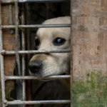 Police Detain Man After Dog Abuse Videos Spark Public Anger in Chongqing Authorities in China have detained a man in Chongqing after videos showing severe animal abuse triggered widespread public outrage and online backlash. The suspect allegedly pretended to be an animal lover looking to adopt pets for his children. Instead, he is accused of taking in several dogs and cats and later harming them. He reportedly filmed the abuse and shared the content online for profit. Abuse Allegations Surface Online The case came to light after a woman who had given away puppies for adoption shared her concerns through a friend online. Her story quickly spread across social media platforms, raising alarm among animal welfare groups and local residents. The suspect, identified by his surname Li, had posted adoption requests on Douyin, a popular Chinese social media platform. In his posts, he claimed that he wanted to adopt dogs for free and said his children were very fond of puppies, according to local reports. Protest Outside Suspect’s Home As the allegations spread, public anger grew rapidly. More than 100 people gathered outside Li’s residential building in Chongqing earlier this week. Some protesters carried signs demanding justice and stronger protection for animals. Online videos showed crowds gathered at the location, reflecting the strong emotional reaction from the public. Injured Puppy Found by Volunteers On Sunday, members of an animal welfare group discovered a puppy linked to the case. The animal was found abandoned in the stairwell of Li’s building. It had visible injuries, including a broken limb, a damaged tail, and swelling on the head, according to reports. Investigation Underway Police have detained the man and are investigating the case. Officials have not confirmed the exact charges yet. In China, animal cruelty is not clearly covered under national criminal law, though awareness of animal welfare issues has been increasing in recent years.