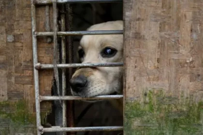 Police Detain Man After Dog Abuse Videos Spark Public Anger in Chongqing Authorities in China have detained a man in Chongqing after videos showing severe animal abuse triggered widespread public outrage and online backlash. The suspect allegedly pretended to be an animal lover looking to adopt pets for his children. Instead, he is accused of taking in several dogs and cats and later harming them. He reportedly filmed the abuse and shared the content online for profit. Abuse Allegations Surface Online The case came to light after a woman who had given away puppies for adoption shared her concerns through a friend online. Her story quickly spread across social media platforms, raising alarm among animal welfare groups and local residents. The suspect, identified by his surname Li, had posted adoption requests on Douyin, a popular Chinese social media platform. In his posts, he claimed that he wanted to adopt dogs for free and said his children were very fond of puppies, according to local reports. Protest Outside Suspect’s Home As the allegations spread, public anger grew rapidly. More than 100 people gathered outside Li’s residential building in Chongqing earlier this week. Some protesters carried signs demanding justice and stronger protection for animals. Online videos showed crowds gathered at the location, reflecting the strong emotional reaction from the public. Injured Puppy Found by Volunteers On Sunday, members of an animal welfare group discovered a puppy linked to the case. The animal was found abandoned in the stairwell of Li’s building. It had visible injuries, including a broken limb, a damaged tail, and swelling on the head, according to reports. Investigation Underway Police have detained the man and are investigating the case. Officials have not confirmed the exact charges yet. In China, animal cruelty is not clearly covered under national criminal law, though awareness of animal welfare issues has been increasing in recent years.