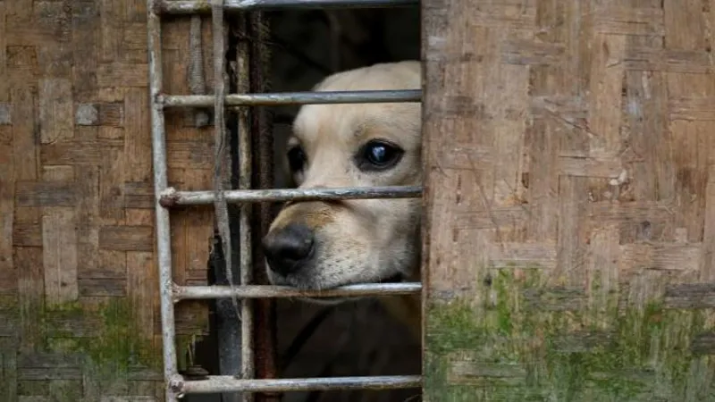 Police Detain Man After Dog Abuse Videos Spark Public Anger in Chongqing Authorities in China have detained a man in Chongqing after videos showing severe animal abuse triggered widespread public outrage and online backlash. The suspect allegedly pretended to be an animal lover looking to adopt pets for his children. Instead, he is accused of taking in several dogs and cats and later harming them. He reportedly filmed the abuse and shared the content online for profit. Abuse Allegations Surface Online The case came to light after a woman who had given away puppies for adoption shared her concerns through a friend online. Her story quickly spread across social media platforms, raising alarm among animal welfare groups and local residents. The suspect, identified by his surname Li, had posted adoption requests on Douyin, a popular Chinese social media platform. In his posts, he claimed that he wanted to adopt dogs for free and said his children were very fond of puppies, according to local reports. Protest Outside Suspect’s Home As the allegations spread, public anger grew rapidly. More than 100 people gathered outside Li’s residential building in Chongqing earlier this week. Some protesters carried signs demanding justice and stronger protection for animals. Online videos showed crowds gathered at the location, reflecting the strong emotional reaction from the public. Injured Puppy Found by Volunteers On Sunday, members of an animal welfare group discovered a puppy linked to the case. The animal was found abandoned in the stairwell of Li’s building. It had visible injuries, including a broken limb, a damaged tail, and swelling on the head, according to reports. Investigation Underway Police have detained the man and are investigating the case. Officials have not confirmed the exact charges yet. In China, animal cruelty is not clearly covered under national criminal law, though awareness of animal welfare issues has been increasing in recent years.