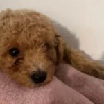 Dog grooming injury Caerphilly incident