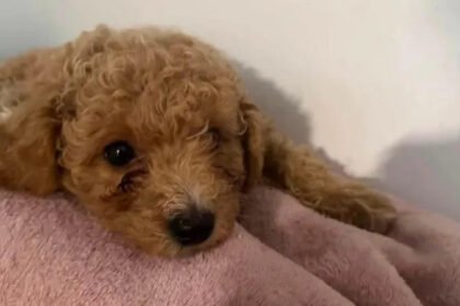 Dog grooming injury Caerphilly incident