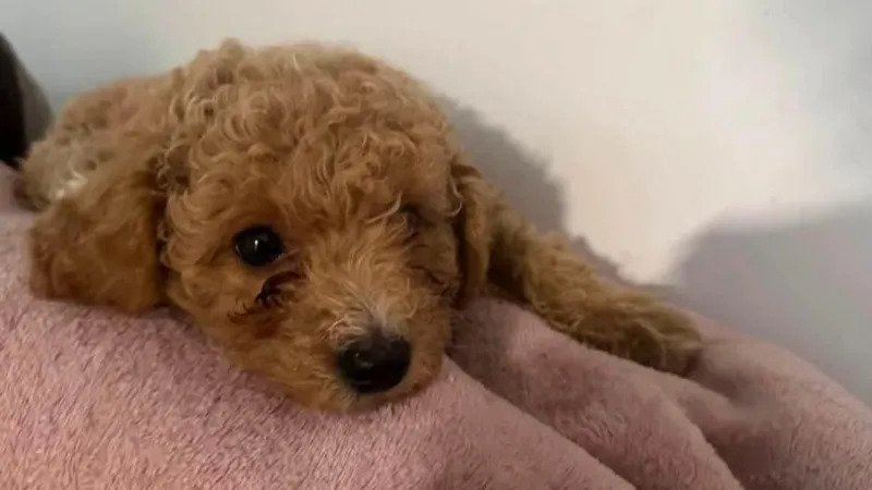 Dog grooming injury Caerphilly incident