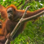 Extreme rainfall and landslides in Sumatra have killed around 7% of the critically endangered Tapanuli orangutan population