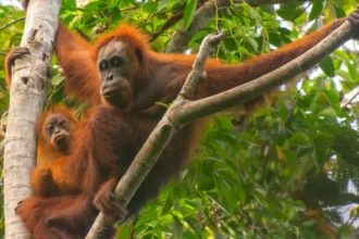 Extreme rainfall and landslides in Sumatra have killed around 7% of the critically endangered Tapanuli orangutan population