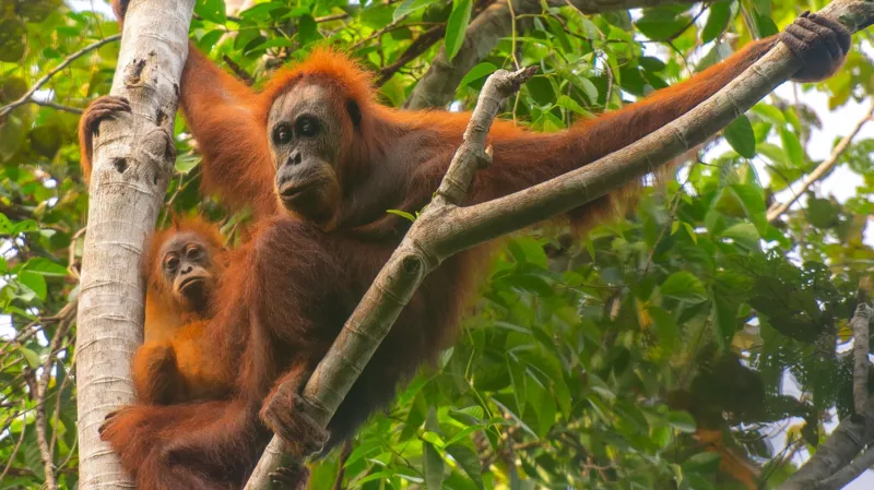 Extreme rainfall and landslides in Sumatra have killed around 7% of the critically endangered Tapanuli orangutan population