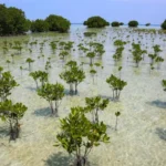 # Mangrove Forest Recovery Brings Hope for Coastal Communities and Climate Action The world's mangrove forests are making an impressive comeback after decades of decline. Scientists have found that since 2010, more mangroves have grown back than have been lost. This positive shift highlights the success of conservation efforts and the natural ability of these forests to recover when people stop clearing them. ## Mangroves Are Recovering Across the Globe For many years, mangrove forests faced severe destruction. Developers cleared large areas to build fish farms, agricultural projects, housing developments, and coastal infrastructure. As a result, thousands of square kilometers of mangrove habitat disappeared across Asia, Africa, and the Americas. However, recent research shows a significant change. Since 2010, global mangrove gains have exceeded losses. Improved environmental laws, restoration projects, and growing public awareness have all contributed to this recovery. ## Natural Regeneration Plays a Key Role Researchers believe the biggest reason behind the recovery is the remarkable ability of mangroves to regenerate naturally. Once human activities stop damaging these ecosystems, young mangrove trees can quickly establish themselves and expand. This natural regrowth has helped restore many coastal areas without requiring extensive human intervention. Scientists say protecting existing mangroves often delivers better results than large scale planting programs alone. ## Lessons Learned From Natural Disasters Major natural disasters have also increased awareness about the importance of mangrove forests. The 2004 Indian Ocean tsunami demonstrated how mangroves can reduce the impact of powerful waves and protect coastal communities. Since then, governments and local communities have invested more effort in preserving and restoring these valuable ecosystems. Many coastal regions now recognize mangroves as a natural defense against storms, flooding, and erosion. ## Why Mangroves Matter Mangroves provide several environmental and economic benefits. They absorb and store large amounts of carbon dioxide, helping fight climate change. In fact, they can store up to five times more carbon than many land based forests. Their dense root systems also stabilize coastlines and reduce the force of storm surges. At the same time, these roots create safe breeding grounds for fish, crabs, and other marine species. Healthy mangrove forests support biodiversity and strengthen local fishing industries. ## A Dramatic Turnaround Between the 1980s and 2010, the world lost more than 12,000 square kilometers of mangrove forests. That area is roughly the size of Jamaica. Today, scientists report that net losses have fallen dramatically to approximately 849 square kilometers. This improvement shows that conservation policies can deliver real results when governments, organizations, and communities work together. ## Looking Ahead Although the recovery is encouraging, experts warn that mangroves still face threats from coastal development, pollution, and climate change. Continued protection remains essential to maintain recent gains. The latest findings offer hope for the future. They demonstrate that nature can recover when given the opportunity. By protecting mangroves today, countries can strengthen coastal resilience, support wildlife, and contribute to global climate goals for generations to come.