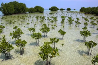 # Mangrove Forest Recovery Brings Hope for Coastal Communities and Climate Action The world's mangrove forests are making an impressive comeback after decades of decline. Scientists have found that since 2010, more mangroves have grown back than have been lost. This positive shift highlights the success of conservation efforts and the natural ability of these forests to recover when people stop clearing them. ## Mangroves Are Recovering Across the Globe For many years, mangrove forests faced severe destruction. Developers cleared large areas to build fish farms, agricultural projects, housing developments, and coastal infrastructure. As a result, thousands of square kilometers of mangrove habitat disappeared across Asia, Africa, and the Americas. However, recent research shows a significant change. Since 2010, global mangrove gains have exceeded losses. Improved environmental laws, restoration projects, and growing public awareness have all contributed to this recovery. ## Natural Regeneration Plays a Key Role Researchers believe the biggest reason behind the recovery is the remarkable ability of mangroves to regenerate naturally. Once human activities stop damaging these ecosystems, young mangrove trees can quickly establish themselves and expand. This natural regrowth has helped restore many coastal areas without requiring extensive human intervention. Scientists say protecting existing mangroves often delivers better results than large scale planting programs alone. ## Lessons Learned From Natural Disasters Major natural disasters have also increased awareness about the importance of mangrove forests. The 2004 Indian Ocean tsunami demonstrated how mangroves can reduce the impact of powerful waves and protect coastal communities. Since then, governments and local communities have invested more effort in preserving and restoring these valuable ecosystems. Many coastal regions now recognize mangroves as a natural defense against storms, flooding, and erosion. ## Why Mangroves Matter Mangroves provide several environmental and economic benefits. They absorb and store large amounts of carbon dioxide, helping fight climate change. In fact, they can store up to five times more carbon than many land based forests. Their dense root systems also stabilize coastlines and reduce the force of storm surges. At the same time, these roots create safe breeding grounds for fish, crabs, and other marine species. Healthy mangrove forests support biodiversity and strengthen local fishing industries. ## A Dramatic Turnaround Between the 1980s and 2010, the world lost more than 12,000 square kilometers of mangrove forests. That area is roughly the size of Jamaica. Today, scientists report that net losses have fallen dramatically to approximately 849 square kilometers. This improvement shows that conservation policies can deliver real results when governments, organizations, and communities work together. ## Looking Ahead Although the recovery is encouraging, experts warn that mangroves still face threats from coastal development, pollution, and climate change. Continued protection remains essential to maintain recent gains. The latest findings offer hope for the future. They demonstrate that nature can recover when given the opportunity. By protecting mangroves today, countries can strengthen coastal resilience, support wildlife, and contribute to global climate goals for generations to come.