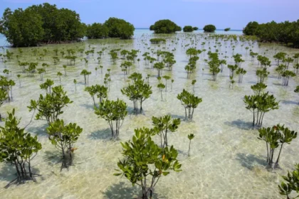 # Mangrove Forest Recovery Brings Hope for Coastal Communities and Climate Action The world's mangrove forests are making an impressive comeback after decades of decline. Scientists have found that since 2010, more mangroves have grown back than have been lost. This positive shift highlights the success of conservation efforts and the natural ability of these forests to recover when people stop clearing them. ## Mangroves Are Recovering Across the Globe For many years, mangrove forests faced severe destruction. Developers cleared large areas to build fish farms, agricultural projects, housing developments, and coastal infrastructure. As a result, thousands of square kilometers of mangrove habitat disappeared across Asia, Africa, and the Americas. However, recent research shows a significant change. Since 2010, global mangrove gains have exceeded losses. Improved environmental laws, restoration projects, and growing public awareness have all contributed to this recovery. ## Natural Regeneration Plays a Key Role Researchers believe the biggest reason behind the recovery is the remarkable ability of mangroves to regenerate naturally. Once human activities stop damaging these ecosystems, young mangrove trees can quickly establish themselves and expand. This natural regrowth has helped restore many coastal areas without requiring extensive human intervention. Scientists say protecting existing mangroves often delivers better results than large scale planting programs alone. ## Lessons Learned From Natural Disasters Major natural disasters have also increased awareness about the importance of mangrove forests. The 2004 Indian Ocean tsunami demonstrated how mangroves can reduce the impact of powerful waves and protect coastal communities. Since then, governments and local communities have invested more effort in preserving and restoring these valuable ecosystems. Many coastal regions now recognize mangroves as a natural defense against storms, flooding, and erosion. ## Why Mangroves Matter Mangroves provide several environmental and economic benefits. They absorb and store large amounts of carbon dioxide, helping fight climate change. In fact, they can store up to five times more carbon than many land based forests. Their dense root systems also stabilize coastlines and reduce the force of storm surges. At the same time, these roots create safe breeding grounds for fish, crabs, and other marine species. Healthy mangrove forests support biodiversity and strengthen local fishing industries. ## A Dramatic Turnaround Between the 1980s and 2010, the world lost more than 12,000 square kilometers of mangrove forests. That area is roughly the size of Jamaica. Today, scientists report that net losses have fallen dramatically to approximately 849 square kilometers. This improvement shows that conservation policies can deliver real results when governments, organizations, and communities work together. ## Looking Ahead Although the recovery is encouraging, experts warn that mangroves still face threats from coastal development, pollution, and climate change. Continued protection remains essential to maintain recent gains. The latest findings offer hope for the future. They demonstrate that nature can recover when given the opportunity. By protecting mangroves today, countries can strengthen coastal resilience, support wildlife, and contribute to global climate goals for generations to come.