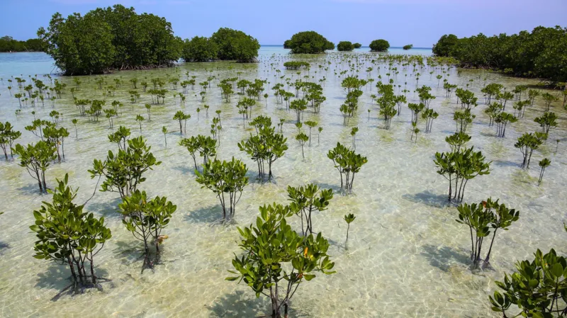 # Mangrove Forest Recovery Brings Hope for Coastal Communities and Climate Action The world's mangrove forests are making an impressive comeback after decades of decline. Scientists have found that since 2010, more mangroves have grown back than have been lost. This positive shift highlights the success of conservation efforts and the natural ability of these forests to recover when people stop clearing them. ## Mangroves Are Recovering Across the Globe For many years, mangrove forests faced severe destruction. Developers cleared large areas to build fish farms, agricultural projects, housing developments, and coastal infrastructure. As a result, thousands of square kilometers of mangrove habitat disappeared across Asia, Africa, and the Americas. However, recent research shows a significant change. Since 2010, global mangrove gains have exceeded losses. Improved environmental laws, restoration projects, and growing public awareness have all contributed to this recovery. ## Natural Regeneration Plays a Key Role Researchers believe the biggest reason behind the recovery is the remarkable ability of mangroves to regenerate naturally. Once human activities stop damaging these ecosystems, young mangrove trees can quickly establish themselves and expand. This natural regrowth has helped restore many coastal areas without requiring extensive human intervention. Scientists say protecting existing mangroves often delivers better results than large scale planting programs alone. ## Lessons Learned From Natural Disasters Major natural disasters have also increased awareness about the importance of mangrove forests. The 2004 Indian Ocean tsunami demonstrated how mangroves can reduce the impact of powerful waves and protect coastal communities. Since then, governments and local communities have invested more effort in preserving and restoring these valuable ecosystems. Many coastal regions now recognize mangroves as a natural defense against storms, flooding, and erosion. ## Why Mangroves Matter Mangroves provide several environmental and economic benefits. They absorb and store large amounts of carbon dioxide, helping fight climate change. In fact, they can store up to five times more carbon than many land based forests. Their dense root systems also stabilize coastlines and reduce the force of storm surges. At the same time, these roots create safe breeding grounds for fish, crabs, and other marine species. Healthy mangrove forests support biodiversity and strengthen local fishing industries. ## A Dramatic Turnaround Between the 1980s and 2010, the world lost more than 12,000 square kilometers of mangrove forests. That area is roughly the size of Jamaica. Today, scientists report that net losses have fallen dramatically to approximately 849 square kilometers. This improvement shows that conservation policies can deliver real results when governments, organizations, and communities work together. ## Looking Ahead Although the recovery is encouraging, experts warn that mangroves still face threats from coastal development, pollution, and climate change. Continued protection remains essential to maintain recent gains. The latest findings offer hope for the future. They demonstrate that nature can recover when given the opportunity. By protecting mangroves today, countries can strengthen coastal resilience, support wildlife, and contribute to global climate goals for generations to come.