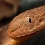 # World Cup 2026: Venomous Snakes Become an Unexpected Concern for Players As teams focus on preparing for the FIFA World Cup 2026, some players have found themselves dealing with an unusual challenge. Alongside tactics, fitness, and upcoming matches, several squads are now paying attention to local wildlife, especially venomous snakes. ## Germany Players Raise Safety Concerns Germany captain Joshua Kimmich revealed that players spotted a venomous snake near the team's training base in Winston-Salem, North Carolina. Reports suggest the snake was a copperhead, a species commonly found in the region. Kimmich explained that the incident quickly changed the mood among players. While no one was injured, the possibility of a snake bite raised concerns throughout the camp. He said players now pay more attention to where they walk and try to avoid areas where snakes may be present. According to Kimmich, preparing for football is difficult when players must also watch every step they take outdoors. ## Swiss Team Marks Snake-Prone Areas Germany is not the only team dealing with the issue. Switzerland has also taken precautions at its training base in San Diego. Reports indicate that Swiss officials identified and marked specific areas where snakes could be present. The move aims to keep players safe while allowing them to continue their preparations without unnecessary risks. ## Norway Reacts to Local Wildlife Warning Norway's national team is also based in North Carolina, where copperhead snakes are common. When informed about the situation, Norway captain Kristian Thorstvedt admitted he was not pleased by the news. The presence of venomous snakes has become a talking point among players as teams adjust to environmental conditions in the United States. ## A Different Challenge at the World Cup Players usually focus on opponents, injuries, and match tactics during major tournaments. This time, some teams must also consider wildlife safety. Germany has experience dealing with snakes at home, but dangerous encounters are relatively rare. Although the country has seven snake species, only two are venomous. For many European players, the wildlife conditions around certain World Cup training camps are unfamiliar. As a result, teams have increased awareness and encouraged players to stay cautious. ## Focus Remains on Football Despite the concerns, teams continue their preparations for the tournament. Coaches and staff remain focused on training schedules, match plans, and player fitness. While venomous snakes were never expected to become part of the World Cup conversation, players hope the issue remains a precaution rather than a real problem. Their main goal remains the same: performing at their best on football's biggest stage.