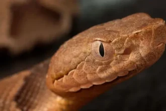 # World Cup 2026: Venomous Snakes Become an Unexpected Concern for Players As teams focus on preparing for the FIFA World Cup 2026, some players have found themselves dealing with an unusual challenge. Alongside tactics, fitness, and upcoming matches, several squads are now paying attention to local wildlife, especially venomous snakes. ## Germany Players Raise Safety Concerns Germany captain Joshua Kimmich revealed that players spotted a venomous snake near the team's training base in Winston-Salem, North Carolina. Reports suggest the snake was a copperhead, a species commonly found in the region. Kimmich explained that the incident quickly changed the mood among players. While no one was injured, the possibility of a snake bite raised concerns throughout the camp. He said players now pay more attention to where they walk and try to avoid areas where snakes may be present. According to Kimmich, preparing for football is difficult when players must also watch every step they take outdoors. ## Swiss Team Marks Snake-Prone Areas Germany is not the only team dealing with the issue. Switzerland has also taken precautions at its training base in San Diego. Reports indicate that Swiss officials identified and marked specific areas where snakes could be present. The move aims to keep players safe while allowing them to continue their preparations without unnecessary risks. ## Norway Reacts to Local Wildlife Warning Norway's national team is also based in North Carolina, where copperhead snakes are common. When informed about the situation, Norway captain Kristian Thorstvedt admitted he was not pleased by the news. The presence of venomous snakes has become a talking point among players as teams adjust to environmental conditions in the United States. ## A Different Challenge at the World Cup Players usually focus on opponents, injuries, and match tactics during major tournaments. This time, some teams must also consider wildlife safety. Germany has experience dealing with snakes at home, but dangerous encounters are relatively rare. Although the country has seven snake species, only two are venomous. For many European players, the wildlife conditions around certain World Cup training camps are unfamiliar. As a result, teams have increased awareness and encouraged players to stay cautious. ## Focus Remains on Football Despite the concerns, teams continue their preparations for the tournament. Coaches and staff remain focused on training schedules, match plans, and player fitness. While venomous snakes were never expected to become part of the World Cup conversation, players hope the issue remains a precaution rather than a real problem. Their main goal remains the same: performing at their best on football's biggest stage.