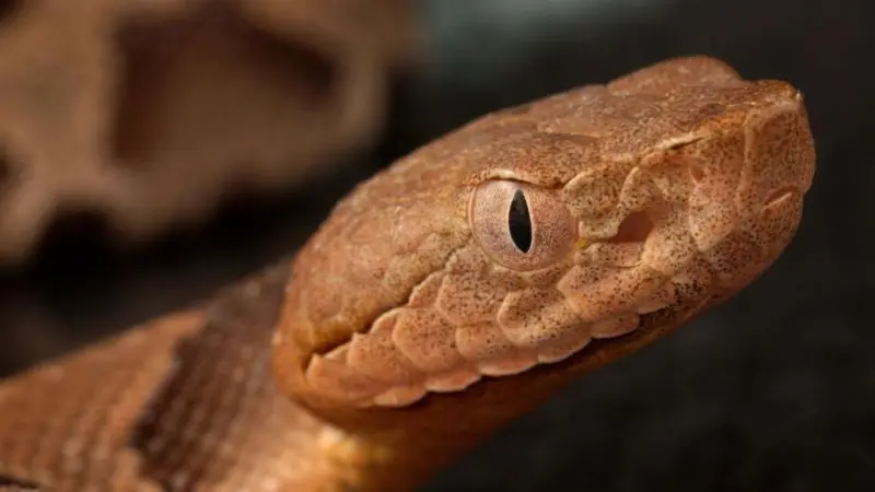 # World Cup 2026: Venomous Snakes Become an Unexpected Concern for Players As teams focus on preparing for the FIFA World Cup 2026, some players have found themselves dealing with an unusual challenge. Alongside tactics, fitness, and upcoming matches, several squads are now paying attention to local wildlife, especially venomous snakes. ## Germany Players Raise Safety Concerns Germany captain Joshua Kimmich revealed that players spotted a venomous snake near the team's training base in Winston-Salem, North Carolina. Reports suggest the snake was a copperhead, a species commonly found in the region. Kimmich explained that the incident quickly changed the mood among players. While no one was injured, the possibility of a snake bite raised concerns throughout the camp. He said players now pay more attention to where they walk and try to avoid areas where snakes may be present. According to Kimmich, preparing for football is difficult when players must also watch every step they take outdoors. ## Swiss Team Marks Snake-Prone Areas Germany is not the only team dealing with the issue. Switzerland has also taken precautions at its training base in San Diego. Reports indicate that Swiss officials identified and marked specific areas where snakes could be present. The move aims to keep players safe while allowing them to continue their preparations without unnecessary risks. ## Norway Reacts to Local Wildlife Warning Norway's national team is also based in North Carolina, where copperhead snakes are common. When informed about the situation, Norway captain Kristian Thorstvedt admitted he was not pleased by the news. The presence of venomous snakes has become a talking point among players as teams adjust to environmental conditions in the United States. ## A Different Challenge at the World Cup Players usually focus on opponents, injuries, and match tactics during major tournaments. This time, some teams must also consider wildlife safety. Germany has experience dealing with snakes at home, but dangerous encounters are relatively rare. Although the country has seven snake species, only two are venomous. For many European players, the wildlife conditions around certain World Cup training camps are unfamiliar. As a result, teams have increased awareness and encouraged players to stay cautious. ## Focus Remains on Football Despite the concerns, teams continue their preparations for the tournament. Coaches and staff remain focused on training schedules, match plans, and player fitness. While venomous snakes were never expected to become part of the World Cup conversation, players hope the issue remains a precaution rather than a real problem. Their main goal remains the same: performing at their best on football's biggest stage.