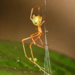 AustraliaWildlife