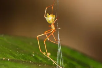 AustraliaWildlife