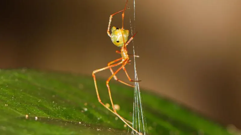 AustraliaWildlife