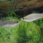 Amazon molly fish surviving without males for thousands of years challenges evolution ideas Introduction In rivers across Mexico and southern Texas lives a fish that defies normal expectations of reproduction. It exists in groups made only of females and has survived for around 100000 years without relying on males for genetic inheritance. Scientists once believed such species would disappear quickly because they lack genetic mixing. Yet this fish continues to thrive and reproduce successfully. What makes the Amazon molly unique The Amazon molly is a small silver fish that lives among closely related species. Females still interact with males from other fish species, but they do not use male DNA to create offspring. Each new generation consists only of daughters that are genetic copies of the mother. This creates a stable but unusual reproductive system that challenges traditional biological assumptions. How reproduction without males works This fish uses a process called gynogenesis. The female needs sperm from a male of a related species, but only to activate egg development. The sperm does not contribute genetic material. Once fertilization begins, the male DNA is discarded. The result is reproduction without genetic mixing, producing identical offspring each time. Why sexual reproduction is usually important Most species rely on sexual reproduction because it creates genetic diversity. When genes from two parents combine, offspring inherit new traits that help populations adapt to change. Genetic mixing also helps remove harmful mutations over time. Without it, errors in DNA can accumulate across generations and weaken a species. The survival challenge the fish overcomes Biologists once predicted that species reproducing without sex would gradually decline. Harmful mutations were expected to build up until extinction became unavoidable. This idea suggests that genetic stability requires constant mixing. However, the Amazon molly continues to survive despite lacking this process. What scientists are learning from this fish Recent research shows that asexual reproduction may be more stable than previously thought. The Amazon molly appears to manage genetic health better than expected. Scientists now study how this species avoids genetic damage over time. Its survival suggests that evolution may allow more reproductive strategies than earlier theories proposed.