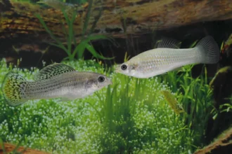 Amazon molly fish surviving without males for thousands of years challenges evolution ideas Introduction In rivers across Mexico and southern Texas lives a fish that defies normal expectations of reproduction. It exists in groups made only of females and has survived for around 100000 years without relying on males for genetic inheritance. Scientists once believed such species would disappear quickly because they lack genetic mixing. Yet this fish continues to thrive and reproduce successfully. What makes the Amazon molly unique The Amazon molly is a small silver fish that lives among closely related species. Females still interact with males from other fish species, but they do not use male DNA to create offspring. Each new generation consists only of daughters that are genetic copies of the mother. This creates a stable but unusual reproductive system that challenges traditional biological assumptions. How reproduction without males works This fish uses a process called gynogenesis. The female needs sperm from a male of a related species, but only to activate egg development. The sperm does not contribute genetic material. Once fertilization begins, the male DNA is discarded. The result is reproduction without genetic mixing, producing identical offspring each time. Why sexual reproduction is usually important Most species rely on sexual reproduction because it creates genetic diversity. When genes from two parents combine, offspring inherit new traits that help populations adapt to change. Genetic mixing also helps remove harmful mutations over time. Without it, errors in DNA can accumulate across generations and weaken a species. The survival challenge the fish overcomes Biologists once predicted that species reproducing without sex would gradually decline. Harmful mutations were expected to build up until extinction became unavoidable. This idea suggests that genetic stability requires constant mixing. However, the Amazon molly continues to survive despite lacking this process. What scientists are learning from this fish Recent research shows that asexual reproduction may be more stable than previously thought. The Amazon molly appears to manage genetic health better than expected. Scientists now study how this species avoids genetic damage over time. Its survival suggests that evolution may allow more reproductive strategies than earlier theories proposed.