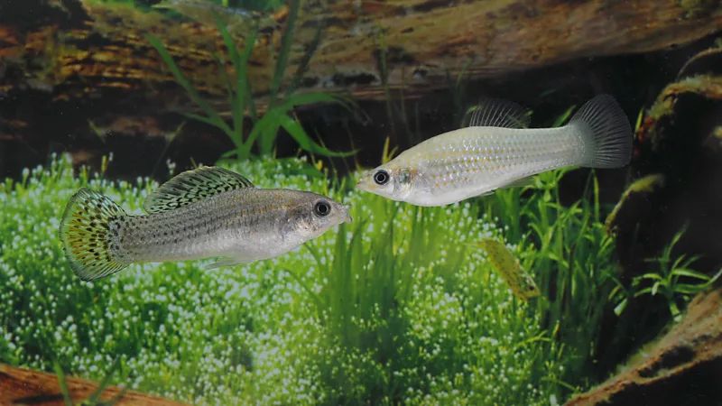 Amazon molly fish surviving without males for thousands of years challenges evolution ideas Introduction In rivers across Mexico and southern Texas lives a fish that defies normal expectations of reproduction. It exists in groups made only of females and has survived for around 100000 years without relying on males for genetic inheritance. Scientists once believed such species would disappear quickly because they lack genetic mixing. Yet this fish continues to thrive and reproduce successfully. What makes the Amazon molly unique The Amazon molly is a small silver fish that lives among closely related species. Females still interact with males from other fish species, but they do not use male DNA to create offspring. Each new generation consists only of daughters that are genetic copies of the mother. This creates a stable but unusual reproductive system that challenges traditional biological assumptions. How reproduction without males works This fish uses a process called gynogenesis. The female needs sperm from a male of a related species, but only to activate egg development. The sperm does not contribute genetic material. Once fertilization begins, the male DNA is discarded. The result is reproduction without genetic mixing, producing identical offspring each time. Why sexual reproduction is usually important Most species rely on sexual reproduction because it creates genetic diversity. When genes from two parents combine, offspring inherit new traits that help populations adapt to change. Genetic mixing also helps remove harmful mutations over time. Without it, errors in DNA can accumulate across generations and weaken a species. The survival challenge the fish overcomes Biologists once predicted that species reproducing without sex would gradually decline. Harmful mutations were expected to build up until extinction became unavoidable. This idea suggests that genetic stability requires constant mixing. However, the Amazon molly continues to survive despite lacking this process. What scientists are learning from this fish Recent research shows that asexual reproduction may be more stable than previously thought. The Amazon molly appears to manage genetic health better than expected. Scientists now study how this species avoids genetic damage over time. Its survival suggests that evolution may allow more reproductive strategies than earlier theories proposed.
