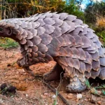 Pangolin Rescued From Illegal Trade Gets a Second Chance at Life Rescue of a Trafficked Pangolin in Johannesburg In 2021, a young Temminck’s pangolin named Stevie was rescued from illegal wildlife traders in Johannesburg, South Africa. He was only three months old and separated from his mother, which made his survival even more difficult. Wildlife officers recovered him during a sting operation that also led to the arrest of a trafficker attempting to sell the animal on the black market. Stevie was named after Steven Koen, a police K9 officer who helped track down the wildlife trafficker during the investigation. Intensive Care and Rehabilitation Process After the rescue, Stevie was taken into specialist care under veterinarian Kelsey Skinner. His recovery required constant attention over six months. He was fed a carefully prepared cat milk formula to support his growth. Skinner also trained him to forage naturally, which is a critical survival skill for pangolins in the wild. Experts from the African Pangolin Working Group explained that young pangolins like Stevie often struggle in captivity, making rehabilitation a highly delicate process. The Challenge of Saving Pangolins From Trafficking Pangolins are considered the most trafficked wild mammals in the world. They are hunted for their scales and meat, which has led to a severe decline in their population. Between 2000 and 2016, more than a million pangolins were believed to have been illegally traded worldwide. Even recent seizure data shows hundreds of thousands more have been captured and moved through illegal networks. Conservation experts stress that protecting the species depends on saving individual animals whenever possible. Successful Release Back Into the Wild After months of recovery and training, Stevie was released back into his natural habitat in 2022. His rehabilitation is part of a wider conservation effort across Africa aimed at returning rescued pangolins to the wild. These programs require time, expertise, and careful monitoring to improve survival chances. Today, Stevie is reported to be thriving in the wild, showing that recovery is possible even after trafficking.