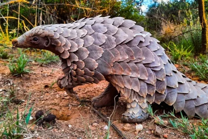 Pangolin Rescued From Illegal Trade Gets a Second Chance at Life Rescue of a Trafficked Pangolin in Johannesburg In 2021, a young Temminck’s pangolin named Stevie was rescued from illegal wildlife traders in Johannesburg, South Africa. He was only three months old and separated from his mother, which made his survival even more difficult. Wildlife officers recovered him during a sting operation that also led to the arrest of a trafficker attempting to sell the animal on the black market. Stevie was named after Steven Koen, a police K9 officer who helped track down the wildlife trafficker during the investigation. Intensive Care and Rehabilitation Process After the rescue, Stevie was taken into specialist care under veterinarian Kelsey Skinner. His recovery required constant attention over six months. He was fed a carefully prepared cat milk formula to support his growth. Skinner also trained him to forage naturally, which is a critical survival skill for pangolins in the wild. Experts from the African Pangolin Working Group explained that young pangolins like Stevie often struggle in captivity, making rehabilitation a highly delicate process. The Challenge of Saving Pangolins From Trafficking Pangolins are considered the most trafficked wild mammals in the world. They are hunted for their scales and meat, which has led to a severe decline in their population. Between 2000 and 2016, more than a million pangolins were believed to have been illegally traded worldwide. Even recent seizure data shows hundreds of thousands more have been captured and moved through illegal networks. Conservation experts stress that protecting the species depends on saving individual animals whenever possible. Successful Release Back Into the Wild After months of recovery and training, Stevie was released back into his natural habitat in 2022. His rehabilitation is part of a wider conservation effort across Africa aimed at returning rescued pangolins to the wild. These programs require time, expertise, and careful monitoring to improve survival chances. Today, Stevie is reported to be thriving in the wild, showing that recovery is possible even after trafficking.