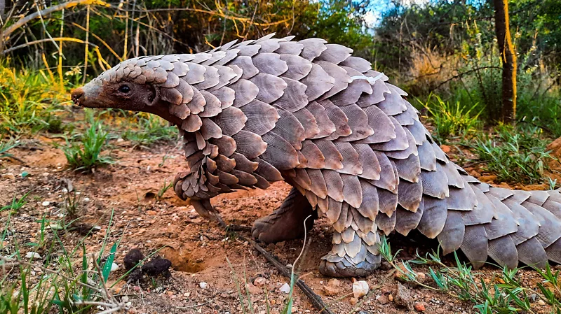 Pangolin Rescued From Illegal Trade Gets a Second Chance at Life Rescue of a Trafficked Pangolin in Johannesburg In 2021, a young Temminck’s pangolin named Stevie was rescued from illegal wildlife traders in Johannesburg, South Africa. He was only three months old and separated from his mother, which made his survival even more difficult. Wildlife officers recovered him during a sting operation that also led to the arrest of a trafficker attempting to sell the animal on the black market. Stevie was named after Steven Koen, a police K9 officer who helped track down the wildlife trafficker during the investigation. Intensive Care and Rehabilitation Process After the rescue, Stevie was taken into specialist care under veterinarian Kelsey Skinner. His recovery required constant attention over six months. He was fed a carefully prepared cat milk formula to support his growth. Skinner also trained him to forage naturally, which is a critical survival skill for pangolins in the wild. Experts from the African Pangolin Working Group explained that young pangolins like Stevie often struggle in captivity, making rehabilitation a highly delicate process. The Challenge of Saving Pangolins From Trafficking Pangolins are considered the most trafficked wild mammals in the world. They are hunted for their scales and meat, which has led to a severe decline in their population. Between 2000 and 2016, more than a million pangolins were believed to have been illegally traded worldwide. Even recent seizure data shows hundreds of thousands more have been captured and moved through illegal networks. Conservation experts stress that protecting the species depends on saving individual animals whenever possible. Successful Release Back Into the Wild After months of recovery and training, Stevie was released back into his natural habitat in 2022. His rehabilitation is part of a wider conservation effort across Africa aimed at returning rescued pangolins to the wild. These programs require time, expertise, and careful monitoring to improve survival chances. Today, Stevie is reported to be thriving in the wild, showing that recovery is possible even after trafficking.