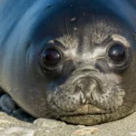Bird Flu Outbreak Devastates Seal Population on Remote Australian Islands Massive Seal Pup Deaths Reported A severe bird flu outbreak has killed more than three quarters of southern elephant seal pups on Australia’s remote Heard Island. Scientists estimate around 13,000 pups died out of a population of about 17,000 since last August. The deaths are linked to the H5N1 strain, which has spread across wildlife in many parts of the world. Researchers carried out drone surveys and field visits between October and January. They collected samples from multiple species across the islands to understand the scale of the outbreak. Wildlife Impact Across Multiple Species The virus was confirmed in several animals, including southern elephant seals, king penguins, gentoo penguins, Antarctic fur seals, and South Georgia diving petrels. Six species tested positive in total. Seal pups were the most affected group. In some areas, mortality reached as high as 97 percent. Penguins also suffered losses, especially king and gentoo species, although their numbers were not hit as severely as seals. Adult king penguins recorded several hundred deaths. While this represents a smaller portion of the population, it is still higher than normal levels. Spread Across Remote Islands Heard and McDonald Islands lie around 4,000 km southwest of Australia and host large colonies of seabirds and marine mammals. The findings show the virus continues to move eastward through sub Antarctic regions. Scientists noted similar patterns on other islands such as South Georgia, where elephant seals were also heavily impacted. The latest detection marks the first confirmed presence of this strain in an Australian external territory. Species Still Unaffected Not all wildlife was affected. Researchers found no unusual deaths among albatross populations or two native species, the Heard Island shad and the black faced sheathbill. Expert Warning and Government Response Wildlife expert Dr Julie McInnes said the results match patterns seen in other sub Antarctic regions and confirm the serious impact on seal populations. Australia’s Environment Minister Murray Watt called the findings deeply concerning. He warned that the country must prepare for the possible arrival of the virus on the mainland and strengthen biosecurity measures.