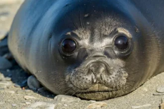 Bird Flu Outbreak Devastates Seal Population on Remote Australian Islands Massive Seal Pup Deaths Reported A severe bird flu outbreak has killed more than three quarters of southern elephant seal pups on Australia’s remote Heard Island. Scientists estimate around 13,000 pups died out of a population of about 17,000 since last August. The deaths are linked to the H5N1 strain, which has spread across wildlife in many parts of the world. Researchers carried out drone surveys and field visits between October and January. They collected samples from multiple species across the islands to understand the scale of the outbreak. Wildlife Impact Across Multiple Species The virus was confirmed in several animals, including southern elephant seals, king penguins, gentoo penguins, Antarctic fur seals, and South Georgia diving petrels. Six species tested positive in total. Seal pups were the most affected group. In some areas, mortality reached as high as 97 percent. Penguins also suffered losses, especially king and gentoo species, although their numbers were not hit as severely as seals. Adult king penguins recorded several hundred deaths. While this represents a smaller portion of the population, it is still higher than normal levels. Spread Across Remote Islands Heard and McDonald Islands lie around 4,000 km southwest of Australia and host large colonies of seabirds and marine mammals. The findings show the virus continues to move eastward through sub Antarctic regions. Scientists noted similar patterns on other islands such as South Georgia, where elephant seals were also heavily impacted. The latest detection marks the first confirmed presence of this strain in an Australian external territory. Species Still Unaffected Not all wildlife was affected. Researchers found no unusual deaths among albatross populations or two native species, the Heard Island shad and the black faced sheathbill. Expert Warning and Government Response Wildlife expert Dr Julie McInnes said the results match patterns seen in other sub Antarctic regions and confirm the serious impact on seal populations. Australia’s Environment Minister Murray Watt called the findings deeply concerning. He warned that the country must prepare for the possible arrival of the virus on the mainland and strengthen biosecurity measures.