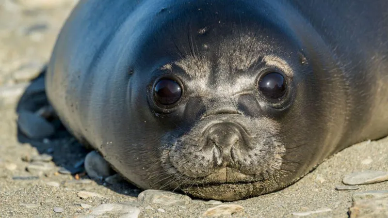 Bird Flu Outbreak Devastates Seal Population on Remote Australian Islands Massive Seal Pup Deaths Reported A severe bird flu outbreak has killed more than three quarters of southern elephant seal pups on Australia’s remote Heard Island. Scientists estimate around 13,000 pups died out of a population of about 17,000 since last August. The deaths are linked to the H5N1 strain, which has spread across wildlife in many parts of the world. Researchers carried out drone surveys and field visits between October and January. They collected samples from multiple species across the islands to understand the scale of the outbreak. Wildlife Impact Across Multiple Species The virus was confirmed in several animals, including southern elephant seals, king penguins, gentoo penguins, Antarctic fur seals, and South Georgia diving petrels. Six species tested positive in total. Seal pups were the most affected group. In some areas, mortality reached as high as 97 percent. Penguins also suffered losses, especially king and gentoo species, although their numbers were not hit as severely as seals. Adult king penguins recorded several hundred deaths. While this represents a smaller portion of the population, it is still higher than normal levels. Spread Across Remote Islands Heard and McDonald Islands lie around 4,000 km southwest of Australia and host large colonies of seabirds and marine mammals. The findings show the virus continues to move eastward through sub Antarctic regions. Scientists noted similar patterns on other islands such as South Georgia, where elephant seals were also heavily impacted. The latest detection marks the first confirmed presence of this strain in an Australian external territory. Species Still Unaffected Not all wildlife was affected. Researchers found no unusual deaths among albatross populations or two native species, the Heard Island shad and the black faced sheathbill. Expert Warning and Government Response Wildlife expert Dr Julie McInnes said the results match patterns seen in other sub Antarctic regions and confirm the serious impact on seal populations. Australia’s Environment Minister Murray Watt called the findings deeply concerning. He warned that the country must prepare for the possible arrival of the virus on the mainland and strengthen biosecurity measures.