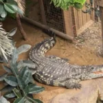 Arrest After Child Injured in Crocodile Enclosure at UK Zoo A three year old boy is in a critical but stable condition after suffering serious injuries at a crocodile enclosure at Johnson’s of Old Hurst near Huntingdon. Police have arrested a 30 year old man from Norfolk on suspicion of attempted murder. Cambridgeshire Police were called to the zoo at around 13:24 BST after the incident was reported. Officers said the man and child are not believed to know each other. Incident at Johnson’s of Old Hurst The incident happened inside the zoo’s tropical area, where crocodiles are kept in a converted cattle barn. The enclosure includes fenced walkways above water and planted areas for the animals. Police are still working to understand how the child ended up inside the restricted enclosure. Officers are speaking with witnesses who were present at the time. Child Receiving Hospital Treatment Emergency services took the boy to Addenbrooke’s Hospital. Doctors confirmed that his condition remains critical but stable. Police said they are supporting the child’s family during this difficult time. Investigators are also examining whether the boy was directly attacked by the animals inside the enclosure. Arrest and Ongoing Investigation A 30 year old man was arrested on suspicion of attempted murder shortly after the incident. He remains in custody while inquiries continue. Detective Inspector Verity McCann said officers are gathering statements from people who were at the zoo. She confirmed that the investigation is being treated as a critical incident. Public and Official Response Huntingdon MP Ben Obese Jecty expressed concern for the child and his family. He also asked the public to avoid sharing speculation online while the investigation continues. The zoo said its Tropical House will stay closed until further notice. Other areas of the site remain open.