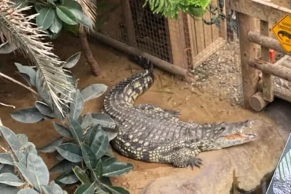 Arrest After Child Injured in Crocodile Enclosure at UK Zoo A three year old boy is in a critical but stable condition after suffering serious injuries at a crocodile enclosure at Johnson’s of Old Hurst near Huntingdon. Police have arrested a 30 year old man from Norfolk on suspicion of attempted murder. Cambridgeshire Police were called to the zoo at around 13:24 BST after the incident was reported. Officers said the man and child are not believed to know each other. Incident at Johnson’s of Old Hurst The incident happened inside the zoo’s tropical area, where crocodiles are kept in a converted cattle barn. The enclosure includes fenced walkways above water and planted areas for the animals. Police are still working to understand how the child ended up inside the restricted enclosure. Officers are speaking with witnesses who were present at the time. Child Receiving Hospital Treatment Emergency services took the boy to Addenbrooke’s Hospital. Doctors confirmed that his condition remains critical but stable. Police said they are supporting the child’s family during this difficult time. Investigators are also examining whether the boy was directly attacked by the animals inside the enclosure. Arrest and Ongoing Investigation A 30 year old man was arrested on suspicion of attempted murder shortly after the incident. He remains in custody while inquiries continue. Detective Inspector Verity McCann said officers are gathering statements from people who were at the zoo. She confirmed that the investigation is being treated as a critical incident. Public and Official Response Huntingdon MP Ben Obese Jecty expressed concern for the child and his family. He also asked the public to avoid sharing speculation online while the investigation continues. The zoo said its Tropical House will stay closed until further notice. Other areas of the site remain open.