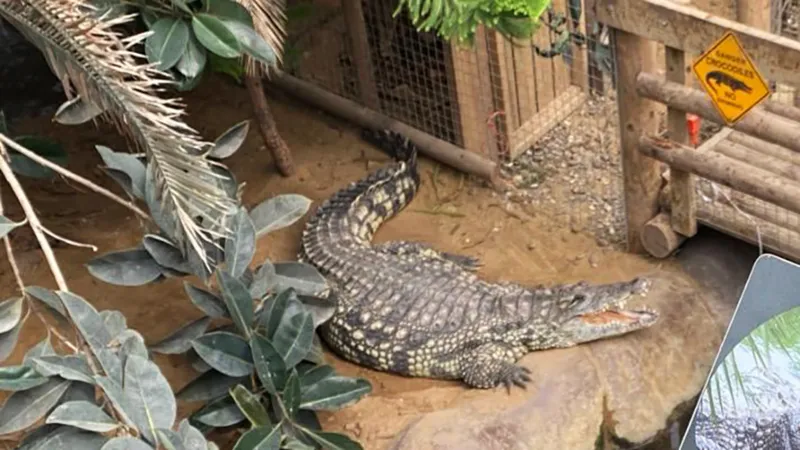 Arrest After Child Injured in Crocodile Enclosure at UK Zoo A three year old boy is in a critical but stable condition after suffering serious injuries at a crocodile enclosure at Johnson’s of Old Hurst near Huntingdon. Police have arrested a 30 year old man from Norfolk on suspicion of attempted murder. Cambridgeshire Police were called to the zoo at around 13:24 BST after the incident was reported. Officers said the man and child are not believed to know each other. Incident at Johnson’s of Old Hurst The incident happened inside the zoo’s tropical area, where crocodiles are kept in a converted cattle barn. The enclosure includes fenced walkways above water and planted areas for the animals. Police are still working to understand how the child ended up inside the restricted enclosure. Officers are speaking with witnesses who were present at the time. Child Receiving Hospital Treatment Emergency services took the boy to Addenbrooke’s Hospital. Doctors confirmed that his condition remains critical but stable. Police said they are supporting the child’s family during this difficult time. Investigators are also examining whether the boy was directly attacked by the animals inside the enclosure. Arrest and Ongoing Investigation A 30 year old man was arrested on suspicion of attempted murder shortly after the incident. He remains in custody while inquiries continue. Detective Inspector Verity McCann said officers are gathering statements from people who were at the zoo. She confirmed that the investigation is being treated as a critical incident. Public and Official Response Huntingdon MP Ben Obese Jecty expressed concern for the child and his family. He also asked the public to avoid sharing speculation online while the investigation continues. The zoo said its Tropical House will stay closed until further notice. Other areas of the site remain open.