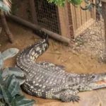 CrocodileAttack