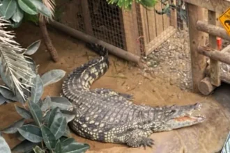 CrocodileAttack