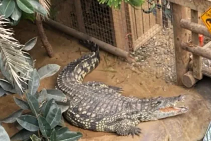 CrocodileAttack