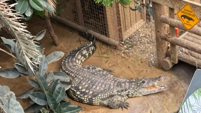 CrocodileAttack