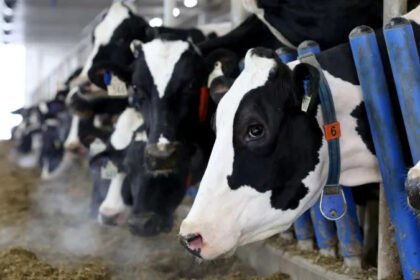 US Wants Greater Market Access